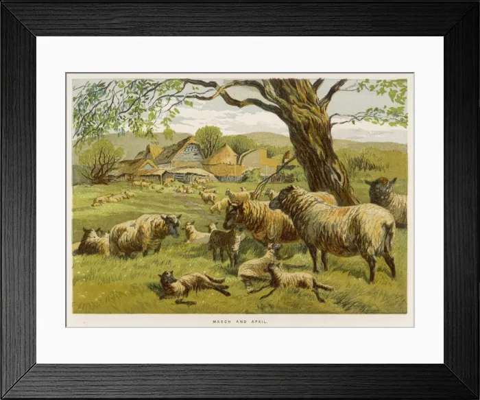 Framed Print : SHEEP IN MEADOW Framed Print : SHEEP IN MEADOW