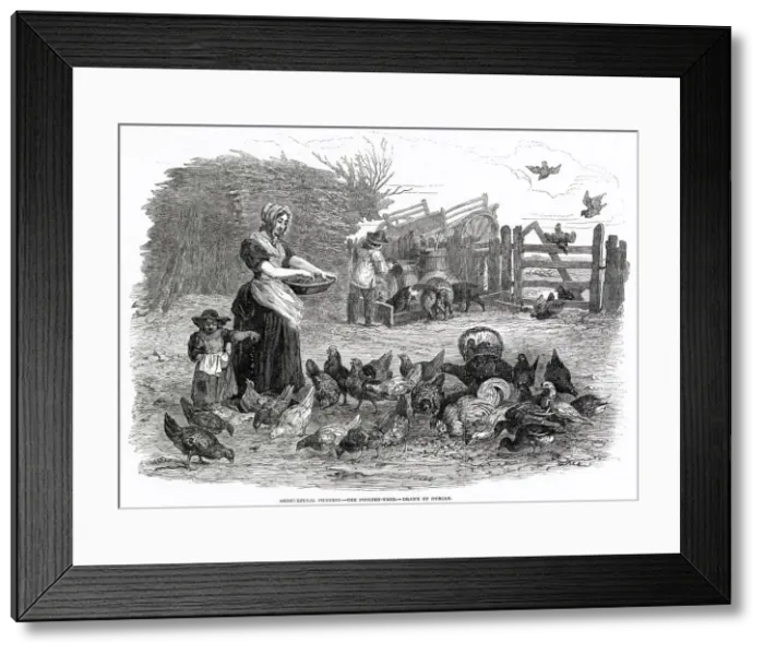 Framed Print : FEEDING THE HENS 1847 Framed Print : FEEDING THE HENS 1847
