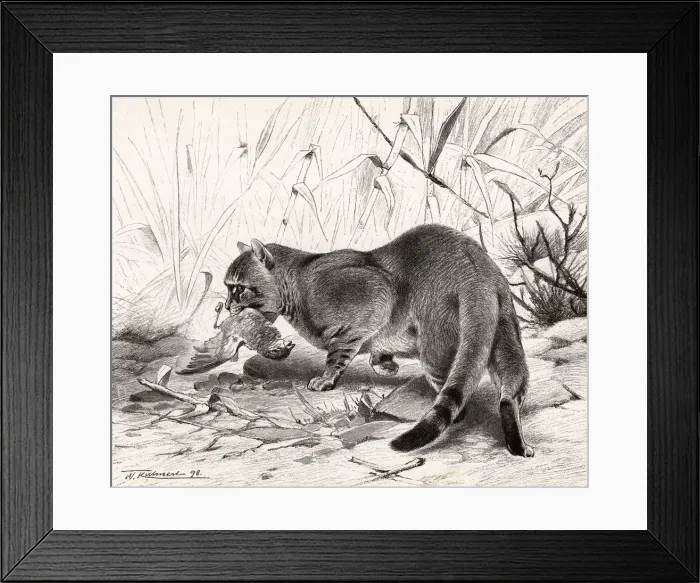 Framed Print : WILD CAT AND PREY Framed Print : WILD CAT AND PREY