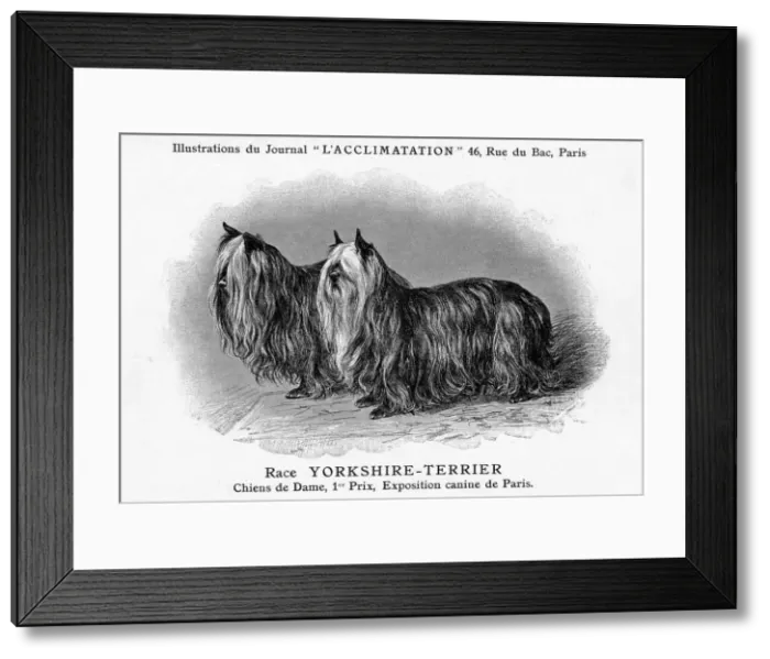 Framed Print : Yorkshire Terrier Framed Print : Yorkshire Terrier