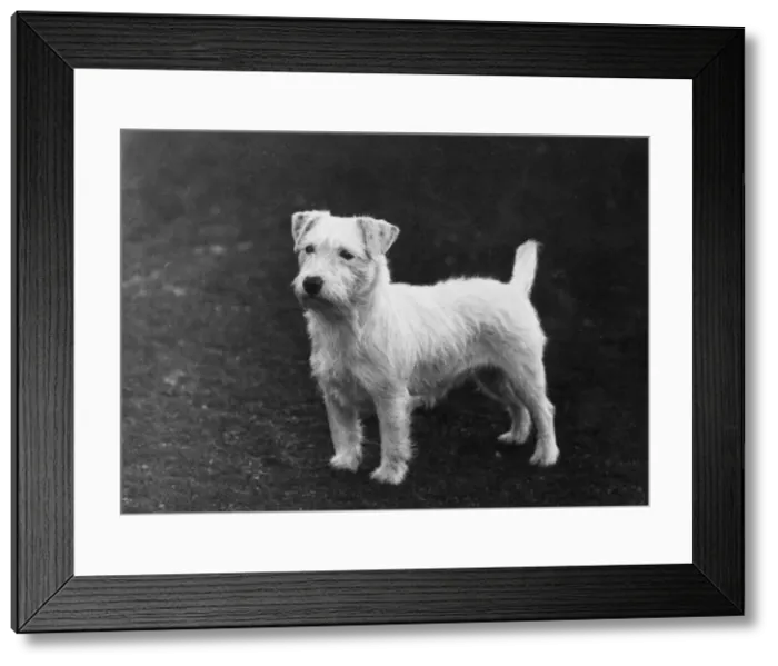 Framed Print : SEALYHAM / BESS BACH Framed Print : SEALYHAM / BESS BACH