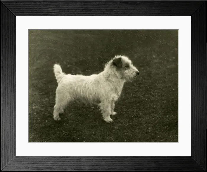 Framed Print : SEALYHAM / WHISKEY BACH Framed Print : SEALYHAM / WHISKEY BACH