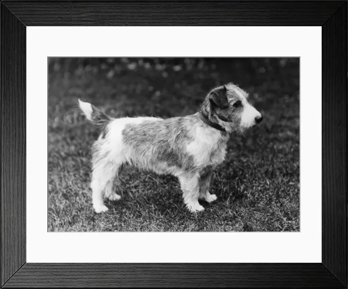 Framed Print : SEALYHAM / MOLTEN CRACKER Framed Print : SEALYHAM / MOLTEN CRACKER
