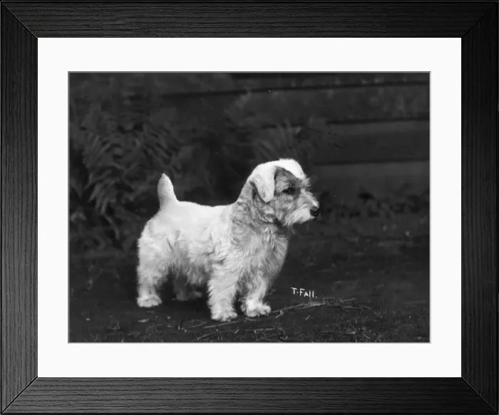 Framed Print : SEALYHAM / FELSCOURT Framed Print : SEALYHAM / FELSCOURT