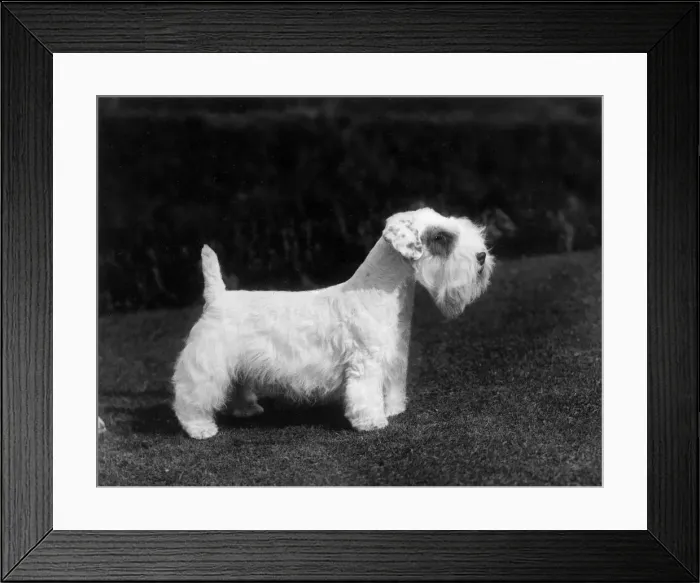 Framed Print : SEALYHAM / CH. DELAGLACE Framed Print : SEALYHAM / CH. DELAGLACE