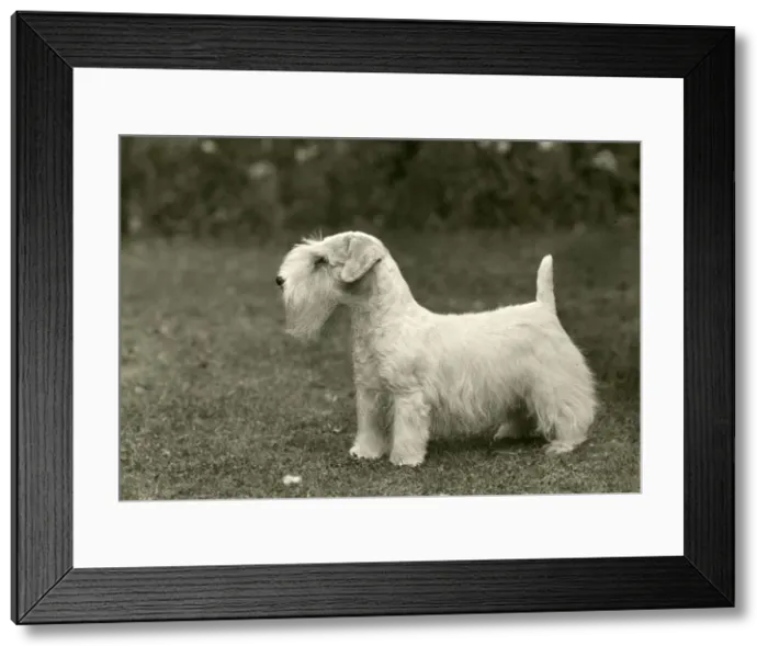 Framed Print : SEALYHAM / BIDBURYBERGAMOT Framed Print : SEALYHAM / BIDBURYBERGAMOT