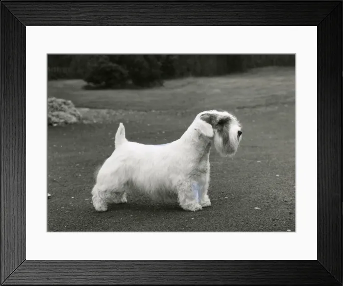 Framed Print : SEALYHAM / TOP OF THE POPS Framed Print : SEALYHAM / TOP OF THE POPS
