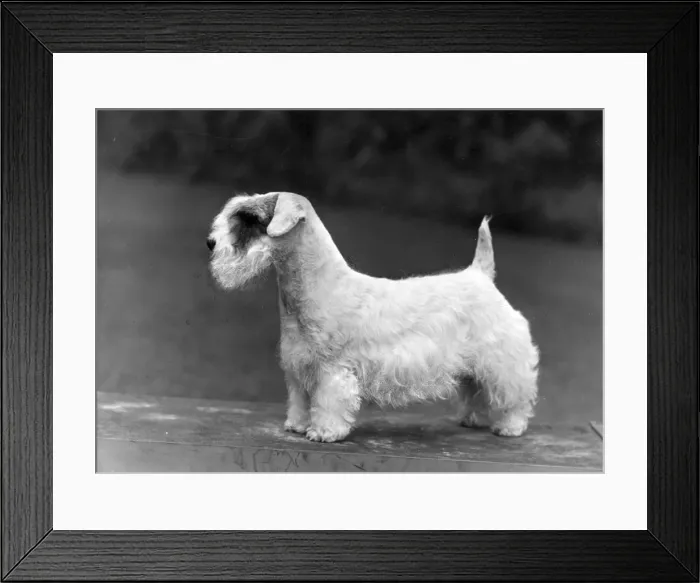 Framed Print : SEALYHAM / CH. TARNVALE Framed Print : SEALYHAM / CH. TARNVALE