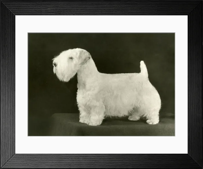 Framed Print : SEALYHAM / LOUD N CLEAR Framed Print : SEALYHAM / LOUD N CLEAR