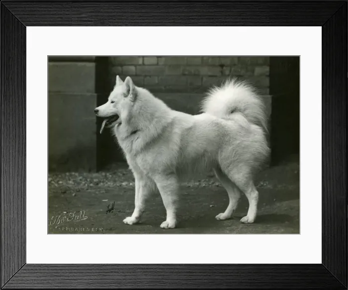 Framed Print : SAMOYED / POLAR LIGHT Framed Print : SAMOYED / POLAR LIGHT