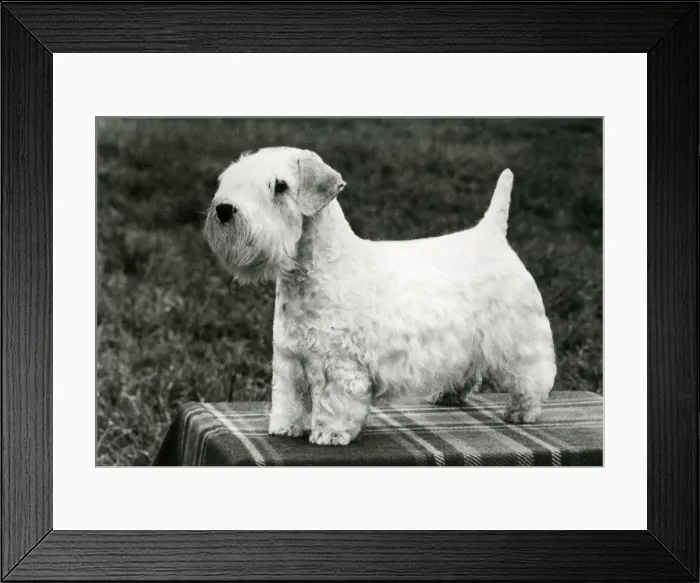Framed Print : SEALYHAM / HAPPY GO LUCKY Framed Print : SEALYHAM / HAPPY GO LUCKY