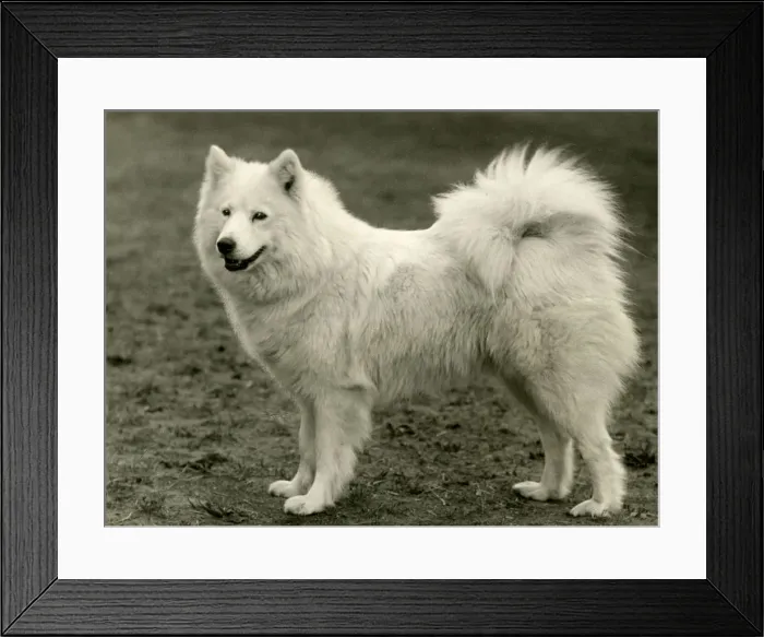 Framed Print : SAMOYED / PEARLA OF KUBE Framed Print : SAMOYED / PEARLA OF KUBE