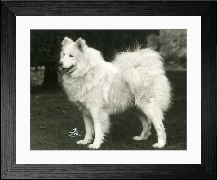 Framed Print : SAMOYED / TITAN OF ARCTIC Framed Print : SAMOYED / TITAN OF ARCTIC