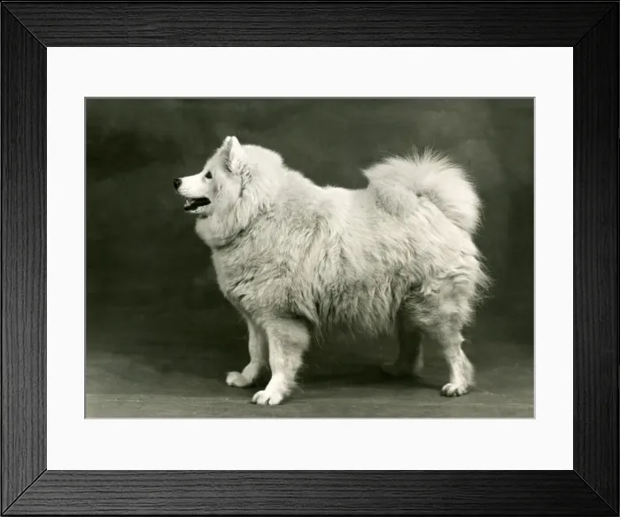 Framed Print : SAMOYED / OF THE GLACIER Framed Print : SAMOYED / OF THE GLACIER