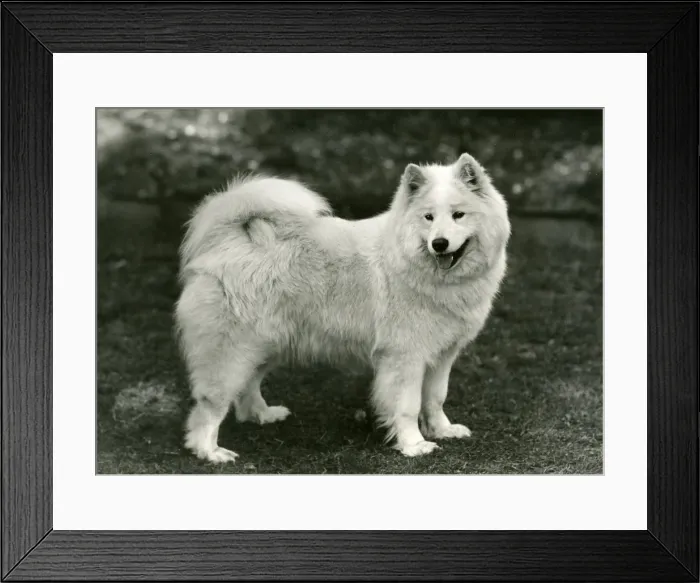 Framed Print : SAMOYED / DAWN OF ARCTIC Framed Print : SAMOYED / DAWN OF ARCTIC