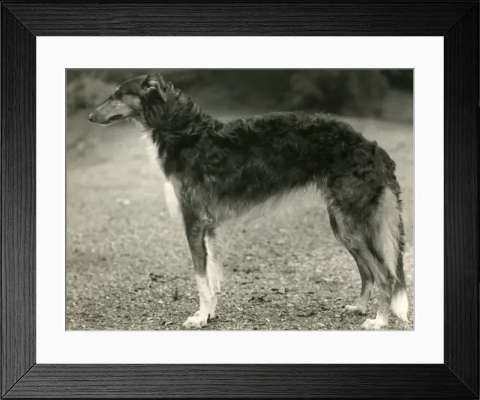 Framed Print : BORZOI / ACHILLES / TANGMERE Framed Print : BORZOI / ACHILLES / TANGMERE