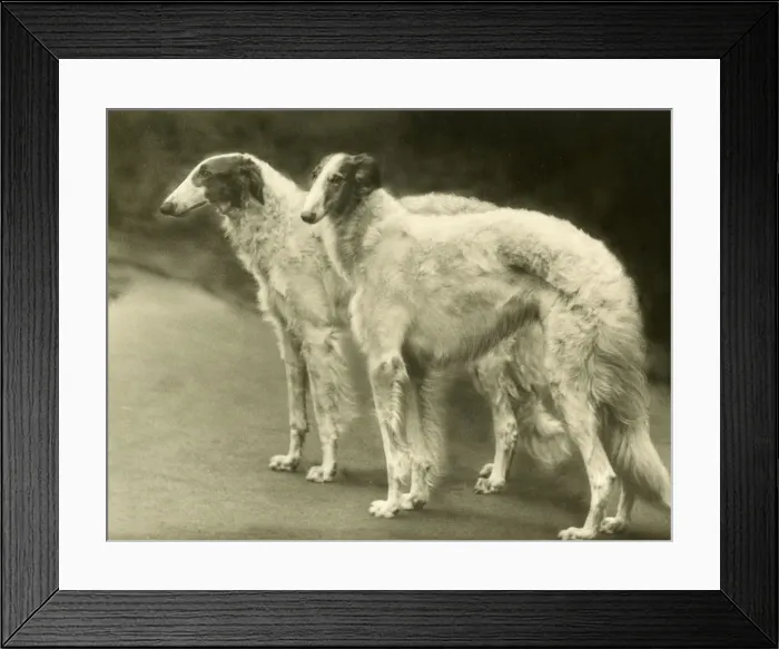 Framed Print : BORZOI / MYTHE CHAMPIONS Framed Print : BORZOI / MYTHE CHAMPIONS