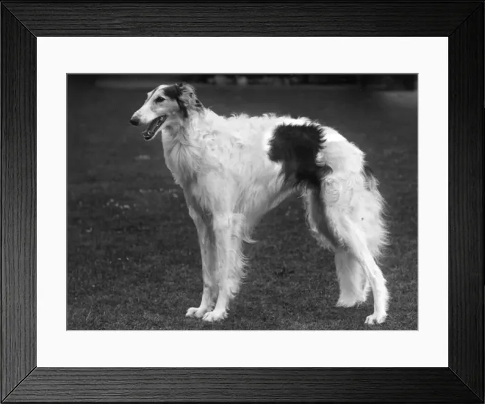 Framed Print : BORZOI / BARABAN / BRANSGORE Framed Print : BORZOI / BARABAN / BRANSGORE
