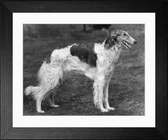 Framed Print : BORZOI / WINJONESLEBEDISRA Framed Print : BORZOI / WINJONESLEBEDISRA
