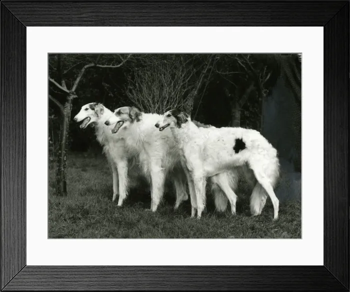 Framed Print : BORZOI / FORTROUGE / 1968 Framed Print : BORZOI / FORTROUGE / 1968