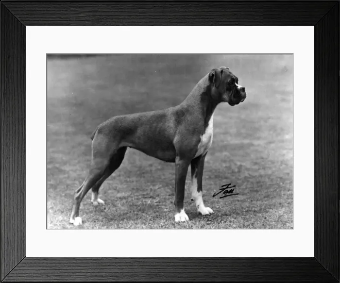 Framed Print : BOXER / BREAKSTONES / 1948 Framed Print : BOXER / BREAKSTONES / 1948