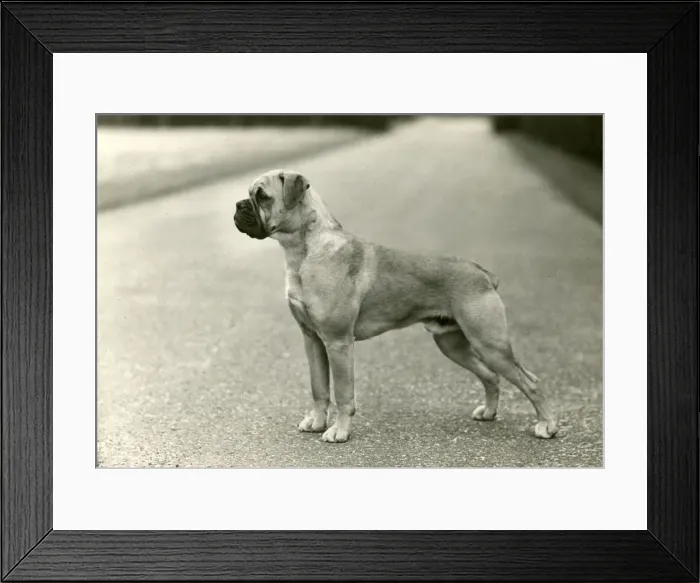 Framed Print : BOXER / CUCKMERE KUNZLE Framed Print : BOXER / CUCKMERE KUNZLE