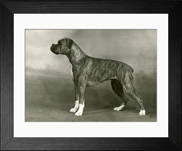Framed Print : BOXER / BOBBY SOX / 1949 Framed Print : BOXER / BOBBY SOX / 1949