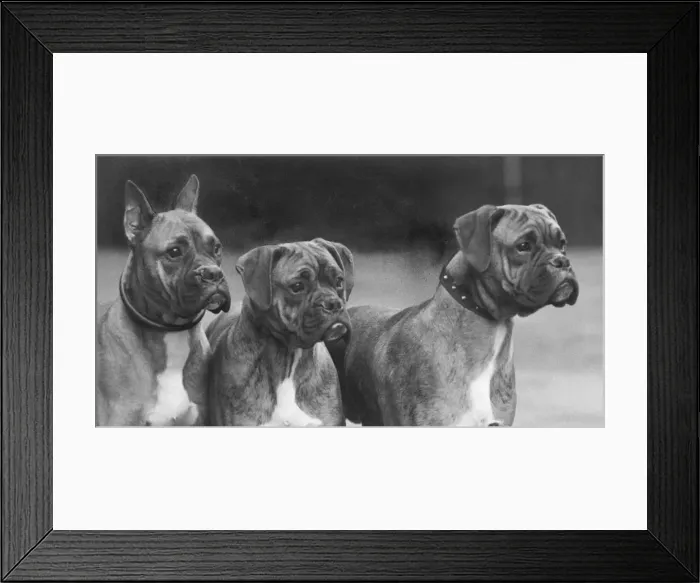 Framed Print : Boxer - 3 Heads - 1937 Framed Print : Boxer - 3 Heads - 1937