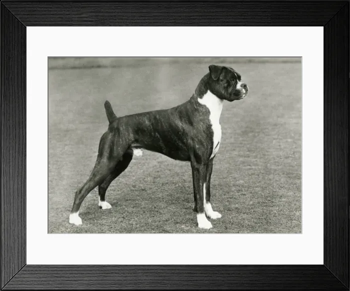 Framed Print : BOXER / GAY LOTHARID / 1963 Framed Print : BOXER / GAY LOTHARID / 1963