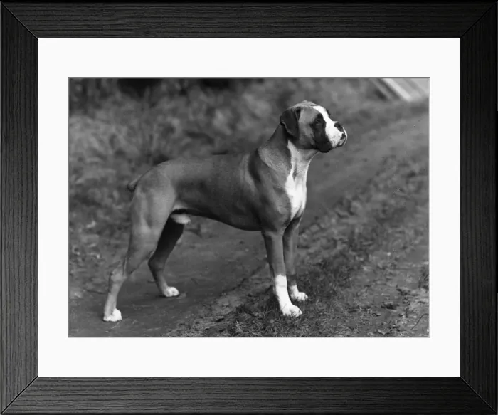 Framed Print : BOXER / SANTA CLAUS / 1956 Framed Print : BOXER / SANTA CLAUS / 1956