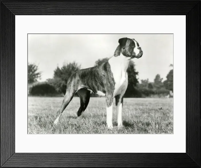 Framed Print : BOXER / BRIGHT BOOTS / 1973 Framed Print : BOXER / BRIGHT BOOTS / 1973