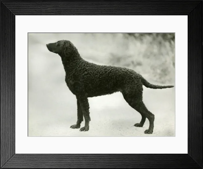 Framed Print : RETRIEVER / DARELYN DELLAH Framed Print : RETRIEVER / DARELYN DELLAH