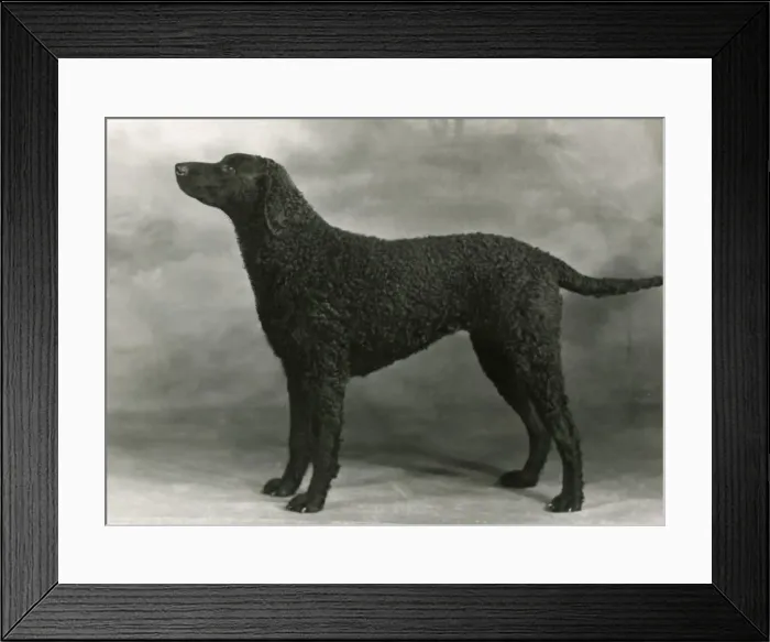 Framed Print : RETRIEVER / SARONA STELLA Framed Print : RETRIEVER / SARONA STELLA
