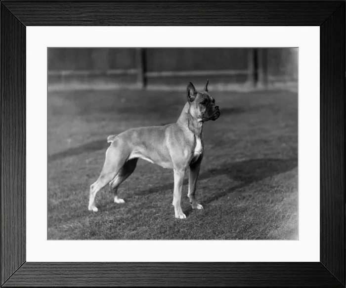 Framed Print : BOXER / ANITA KONRADSHORE Framed Print : BOXER / ANITA KONRADSHORE