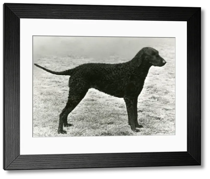 Framed Print : RETRIEVER / SOLITARE Framed Print : RETRIEVER / SOLITARE