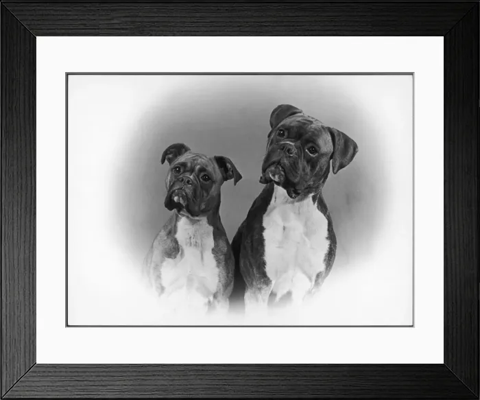 Framed Print : BOXER / TWO HEADS / 1953 Framed Print : BOXER / TWO HEADS / 1953
