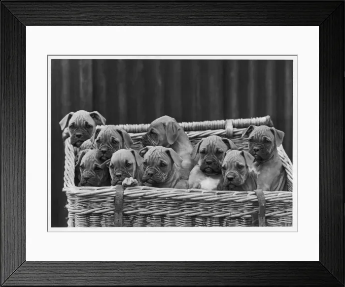 Framed Print : BOXER / PUPPIES IN BASKET Framed Print : BOXER / PUPPIES IN BASKET