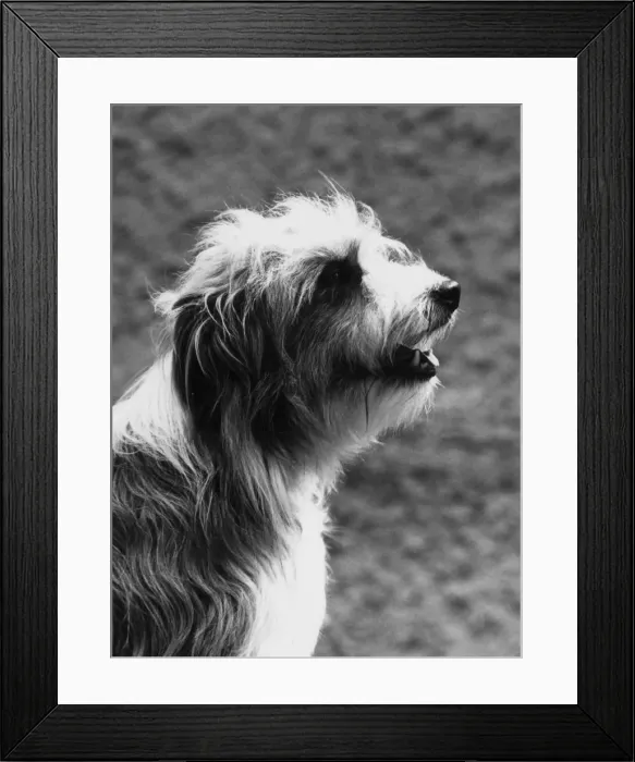 Framed Print : BEARDED COLLIE / JEANNIE Framed Print : BEARDED COLLIE / JEANNIE