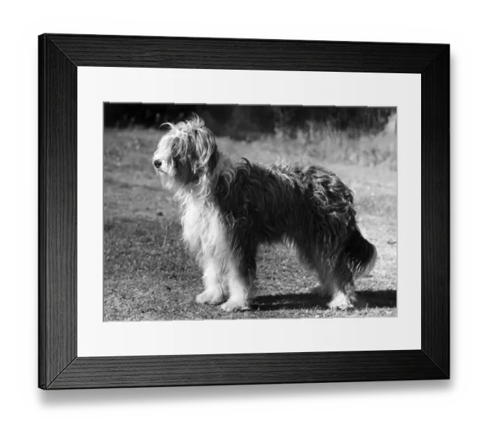 Framed Print : BEARDED COLLIE / JEANNIE Framed Print : BEARDED COLLIE / JEANNIE