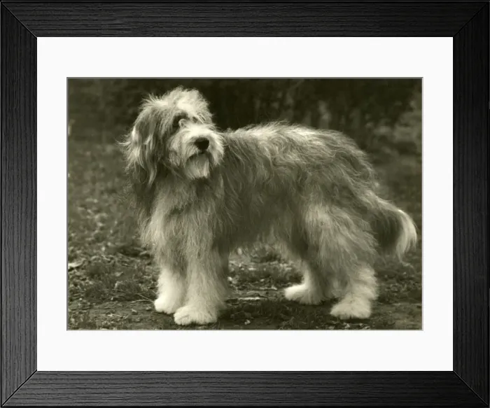 Framed Print : BEARDED COLLIE / BLUEPETER Framed Print : BEARDED COLLIE / BLUEPETER