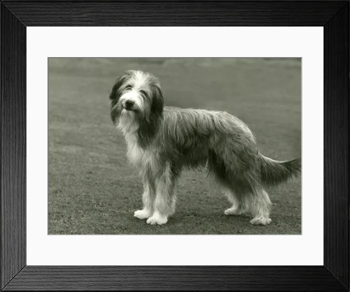 Framed Print : BEARDED COLLIE / BROCK Framed Print : BEARDED COLLIE / BROCK