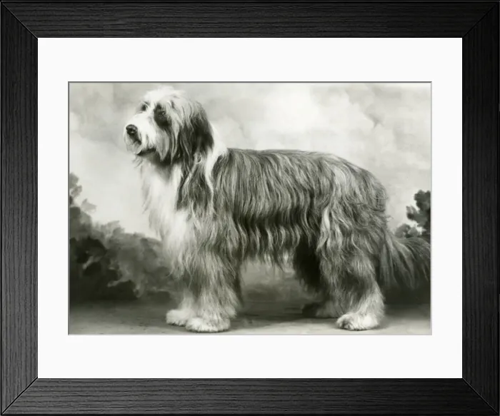 Framed Print : BEARDED COLLIE / BENJIE Framed Print : BEARDED COLLIE / BENJIE