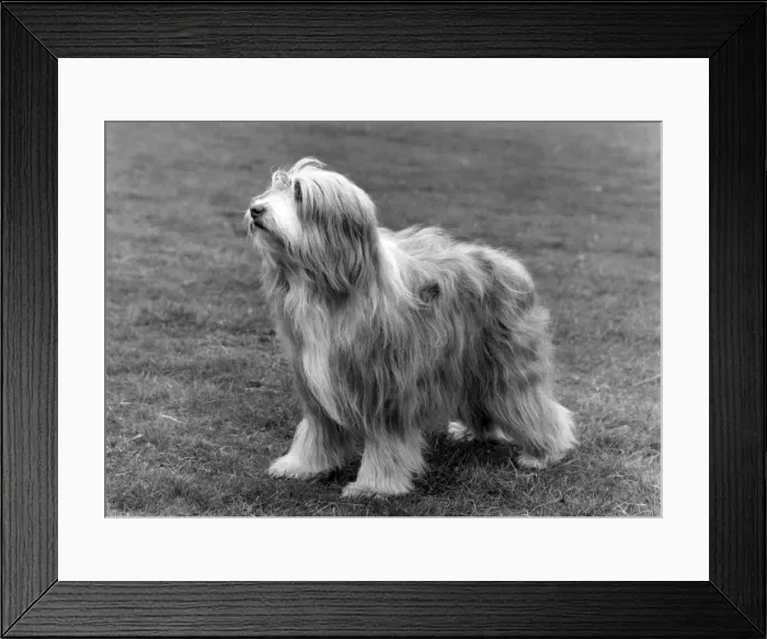 Framed Print : BEARDED COLLIE / TOAST Framed Print : BEARDED COLLIE / TOAST