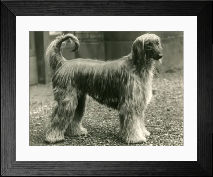 Framed Print : AFGHAN / HOBAH CALEB / 1938 Framed Print : AFGHAN / HOBAH CALEB / 1938
