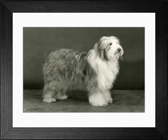 Framed Print : BEARDED COLLIE / HONEYBUN Framed Print : BEARDED COLLIE / HONEYBUN