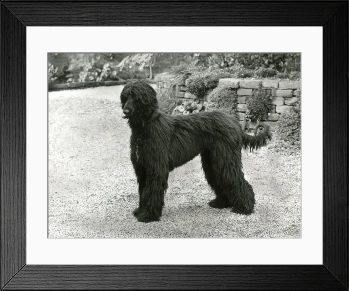 Framed Print : AFGHAN / WESTWOOD / 1966 Framed Print : AFGHAN / WESTWOOD / 1966