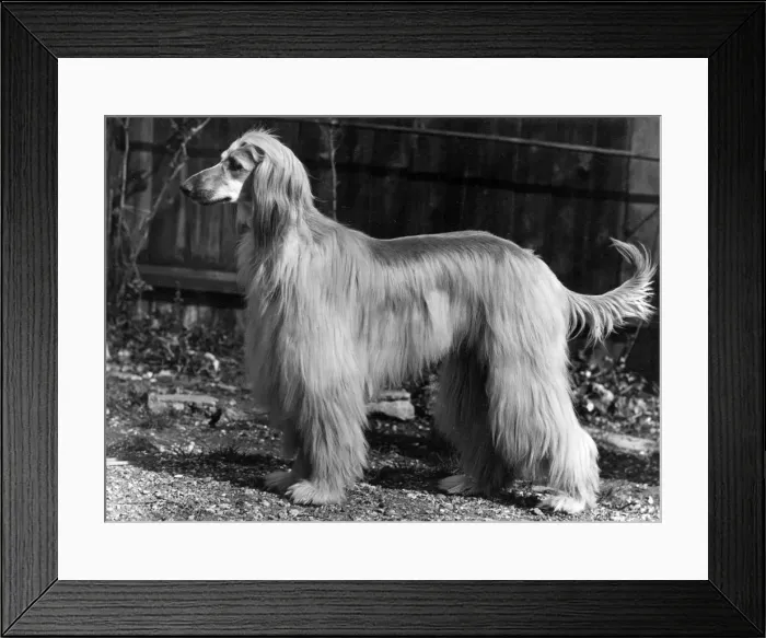 Framed Print : AFGHAN  /  KHORRASAN  /  1953