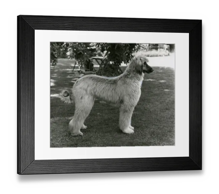 Framed Print : AFGHAN / KIRSTIE OF KABUL Framed Print : AFGHAN / KIRSTIE OF KABUL