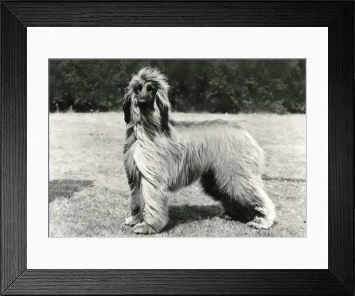 Framed Print : AFGHAN / KABUL KARISSA Framed Print : AFGHAN / KABUL KARISSA