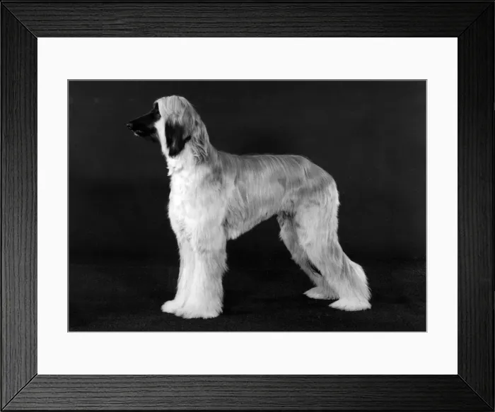 Framed Print : AFGHAN / GYPSY DANCE / 1984 Framed Print : AFGHAN / GYPSY DANCE / 1984
